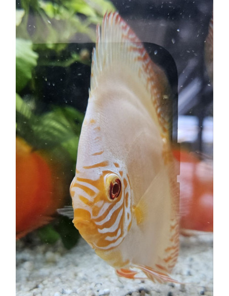 SYMPHYSODON DISCUS | Récif Alpes
