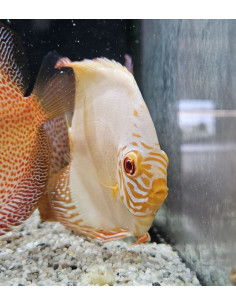 SYMPHYSODON DISCUS | Récif Alpes
