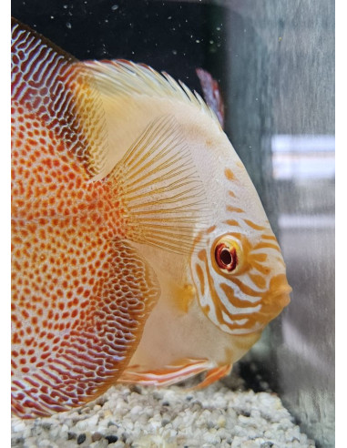 SYMPHYSODON DISCUS | Récif Alpes