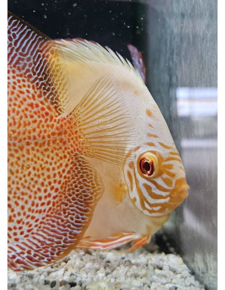 SYMPHYSODON DISCUS | Récif Alpes