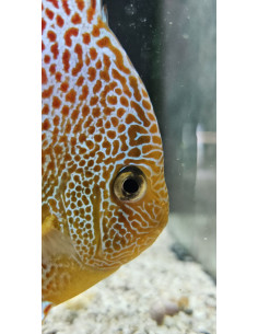 SYMPHYSODON DISCUS | Récif Alpes