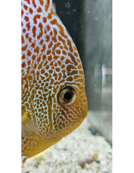 SYMPHYSODON DISCUS | Récif Alpes