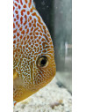 SYMPHYSODON DISCUS | Récif Alpes
