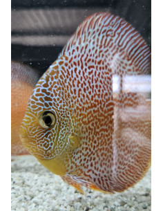 SYMPHYSODON DISCUS | Récif Alpes