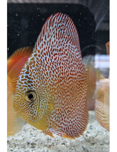 SYMPHYSODON DISCUS | Récif Alpes