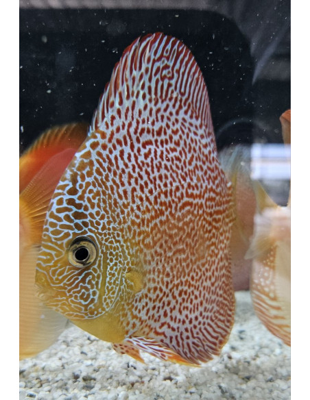 SYMPHYSODON DISCUS | Récif Alpes