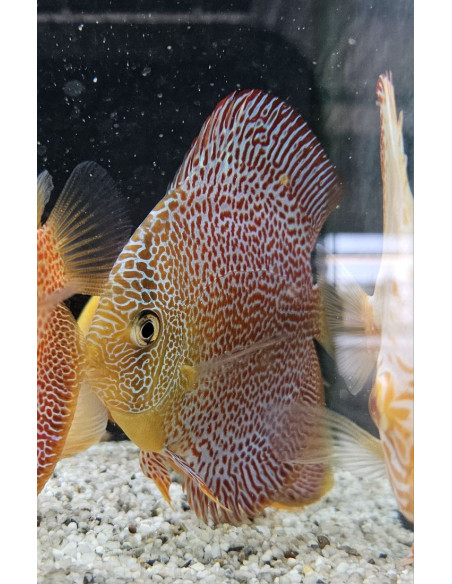 SYMPHYSODON DISCUS | Récif Alpes
