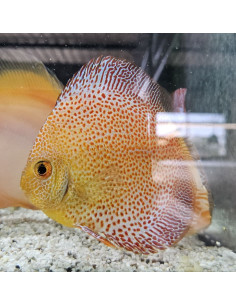 SYMPHYSODON DISCUS | Récif Alpes
