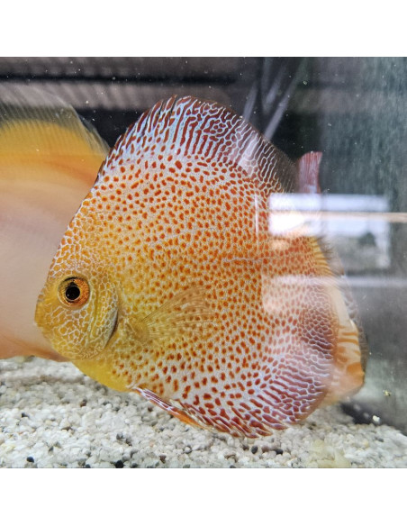SYMPHYSODON DISCUS | Récif Alpes