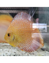 SYMPHYSODON DISCUS | Récif Alpes