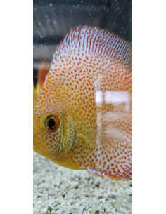 SYMPHYSODON DISCUS | Récif Alpes