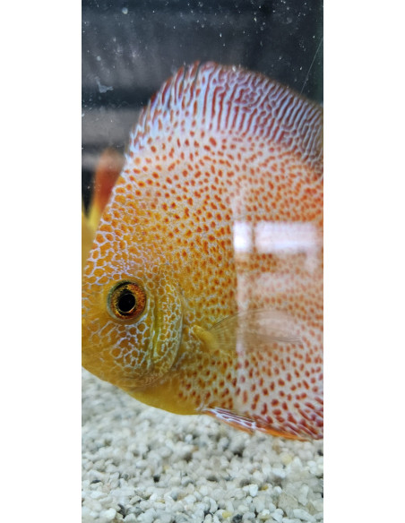 SYMPHYSODON DISCUS | Récif Alpes
