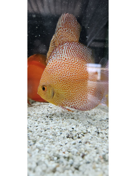 SYMPHYSODON DISCUS | Récif Alpes