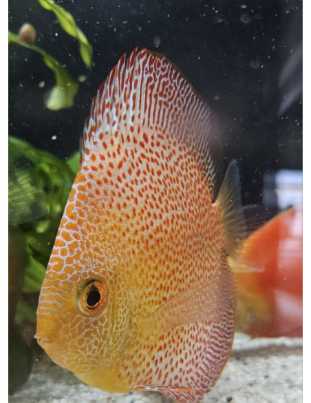 SYMPHYSODON DISCUS | Récif Alpes