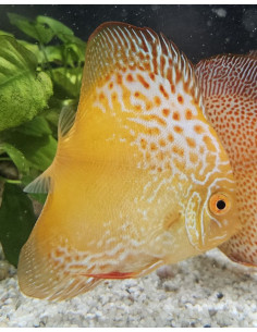SYMPHYSODON DISCUS | Récif Alpes