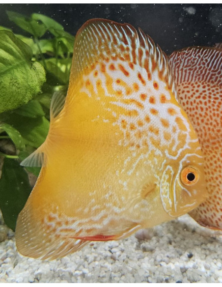 SYMPHYSODON DISCUS | Récif Alpes