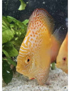 SYMPHYSODON DISCUS | Récif Alpes