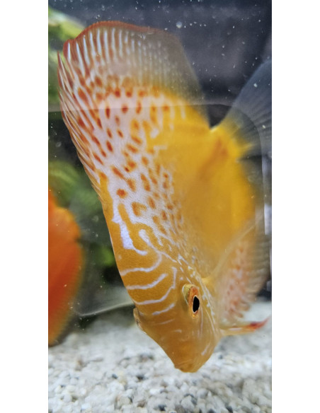 SYMPHYSODON DISCUS | Récif Alpes