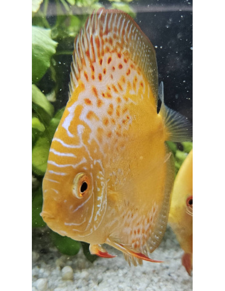 SYMPHYSODON DISCUS | Récif Alpes
