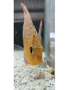 SYMPHYSODON DISCUS | Récif Alpes