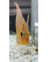 SYMPHYSODON DISCUS | Récif Alpes