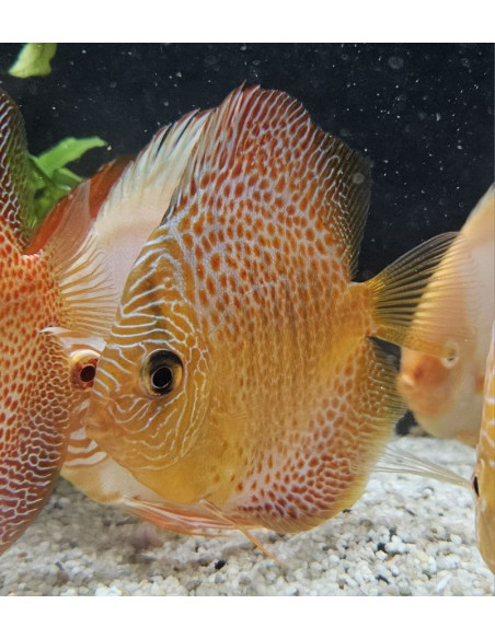 SYMPHYSODON DISCUS | Récif Alpes