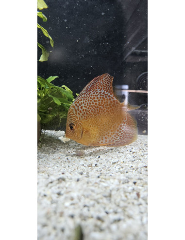 SYMPHYSODON DISCUS | Récif Alpes