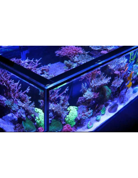 Reef-Frame MAX 170 - Blanc