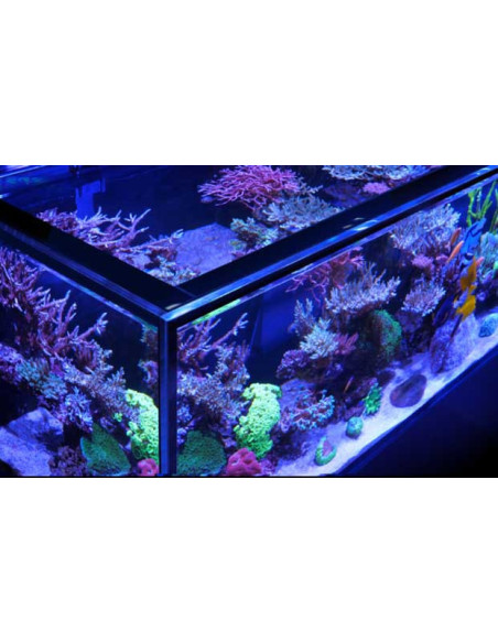 copy of copy of copy of copy of copy of copy of copy of copy of copy of copy of copy of copy of Red Sea REEF-FRAME 170 – Noir