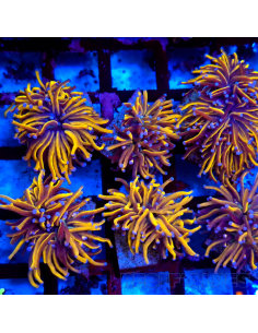 EUPHYLLIA GLABRESCENS GOLD (1 tête)