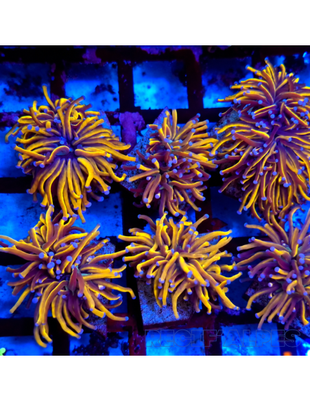 copia de copia de EUPHYLLIA GLABRESCENS DRAGON SOUL