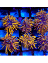 EUPHYLLIA GLABRESCENS GOLD (1 tête)
