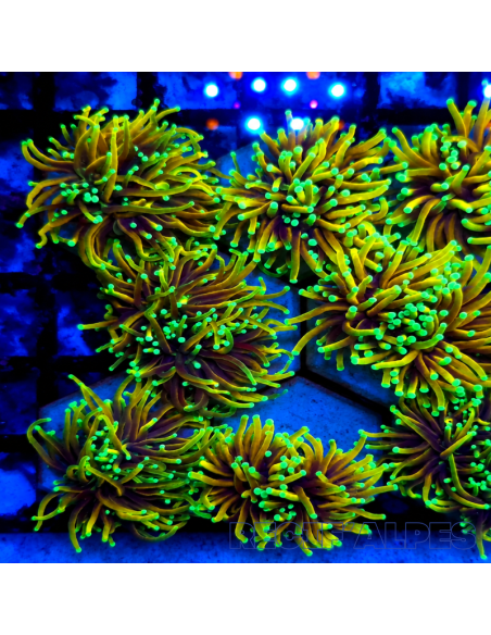 copia de copia de copia de EUPHYLLIA GLABRESCENS DRAGON SOUL