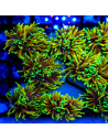EUPHYLLIA GLABRESCENS GOLD (1 tête)