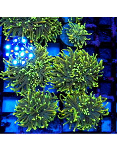 EUPHYLLIA GLABRESCENS GREEN