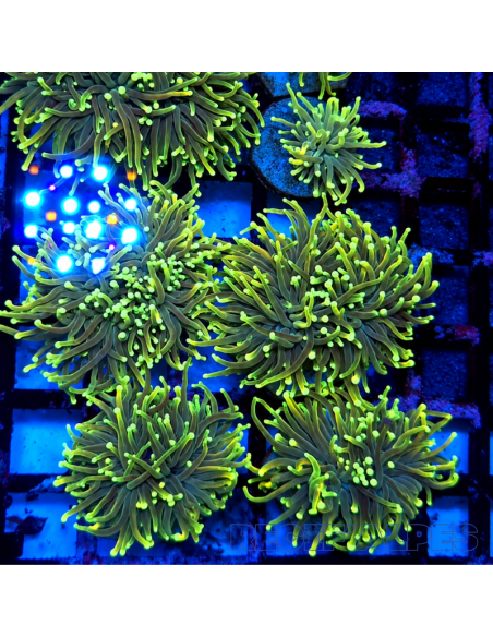EUPHYLLIA GLABRESCENS GREEN