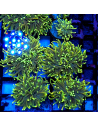 EUPHYLLIA GLABRESCENS GREEN