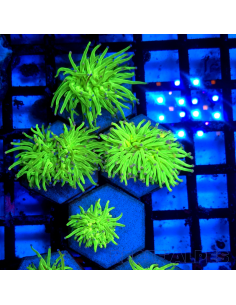 EUPHYLLIA GLABRESCENS TOXIC Green