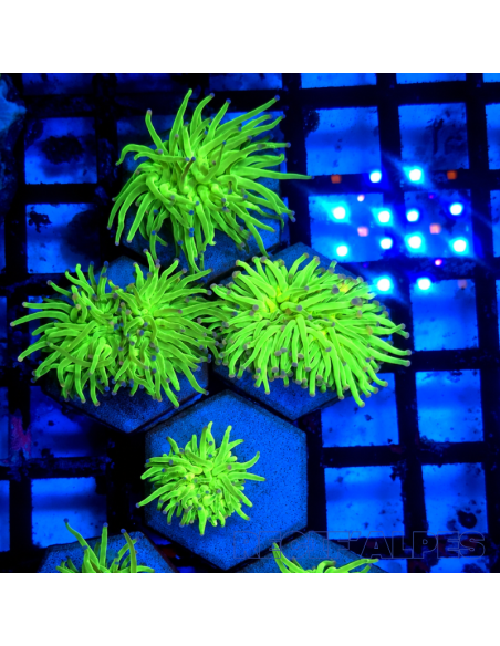 EUPHYLLIA GLABRESCENS TOXIC Green