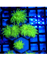 EUPHYLLIA GLABRESCENS TOXIC Green