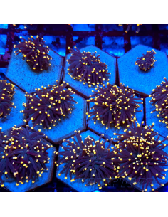 EUPHYLLIA GLABRESCENS BLACK TORCH