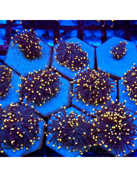 EUPHYLLIA GLABRESCENS BLACK TORCH