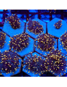 EUPHYLLIA GLABRESCENS BLACK TORCH