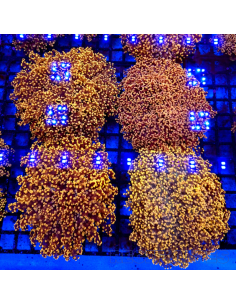 EUPHYLLIA DIVISA GOLD XL