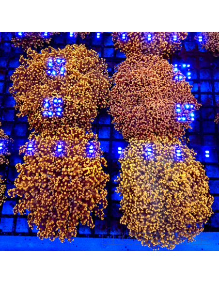 euphyllia paradivisa | Récif Alpes