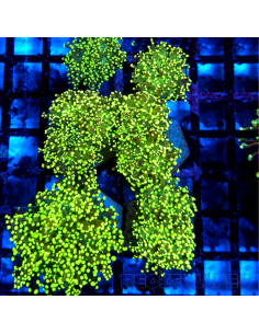 Euphyllia paradivisa (Green) (Ultra) | Récif Alpes
