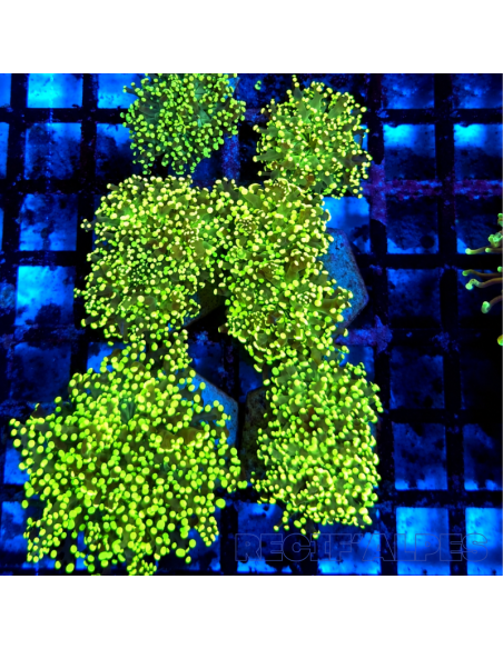 Euphyllia paradivisa (Green) (Ultra) | Récif Alpes