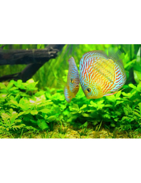 Maxspect RSX 300W Eau douce 7K
