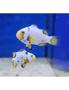 AMPHIPRION PERCULA PICASSO GRADE A1 | Récif Alpes
