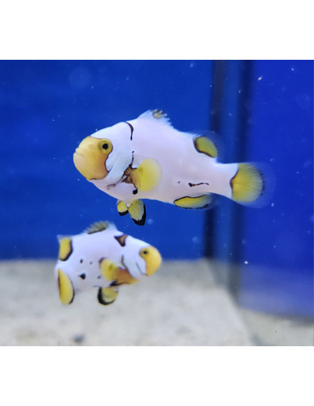AMPHIPRION PERCULA PICASSO GRADE A1 | Récif Alpes